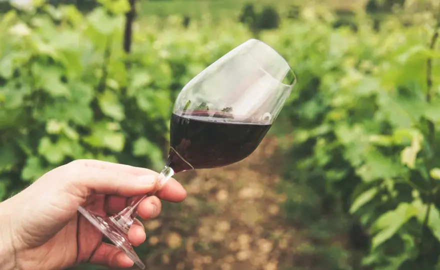 Macchia nel vino - Difetto o evoluzione? La guida completa