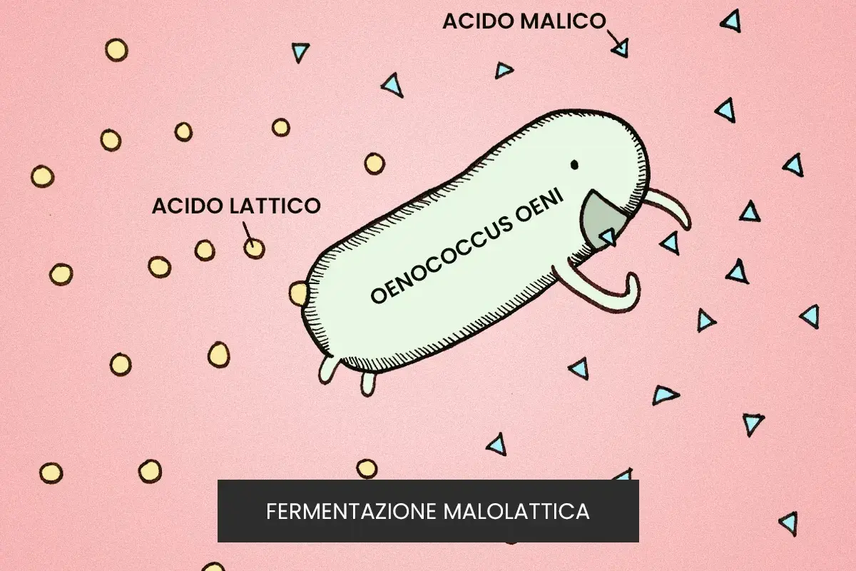 Un batterio Oenococcus oeni trasforma l'acido malico in acido lattico, un processo chiave nella fermentazione malolattica del vino.