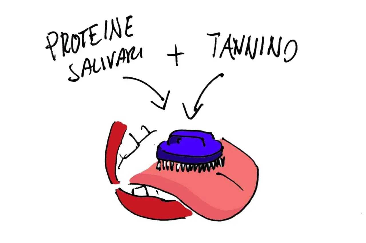 Proteine salivari e tannino si incontrano in bocca, creando una sensazione di astringenza.
