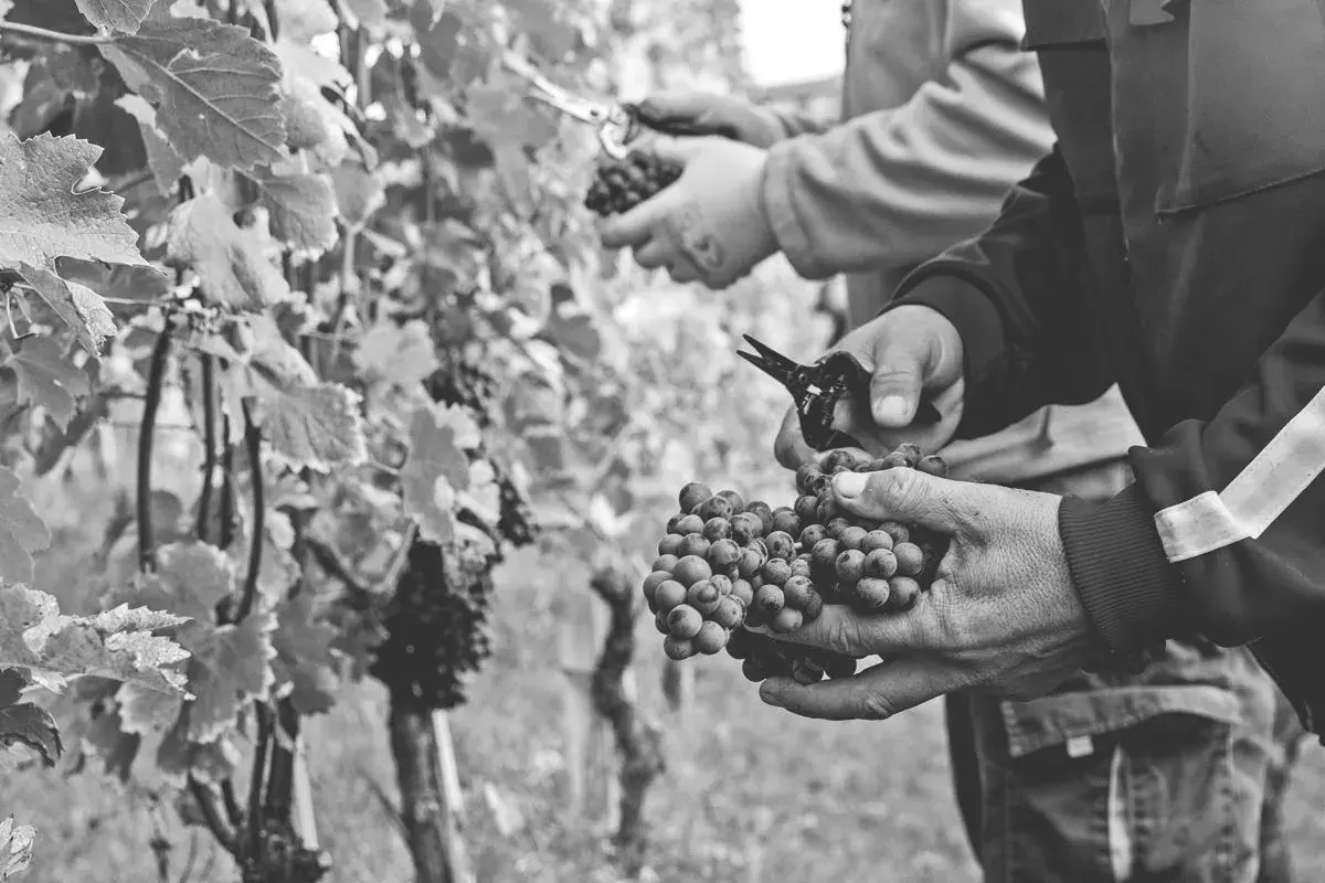 Vendemmia di uve Nebbiolo, il vitigno del Barbaresco. Mani esperte raccolgono i grappoli maturi, pronti per diventare un grande vino.