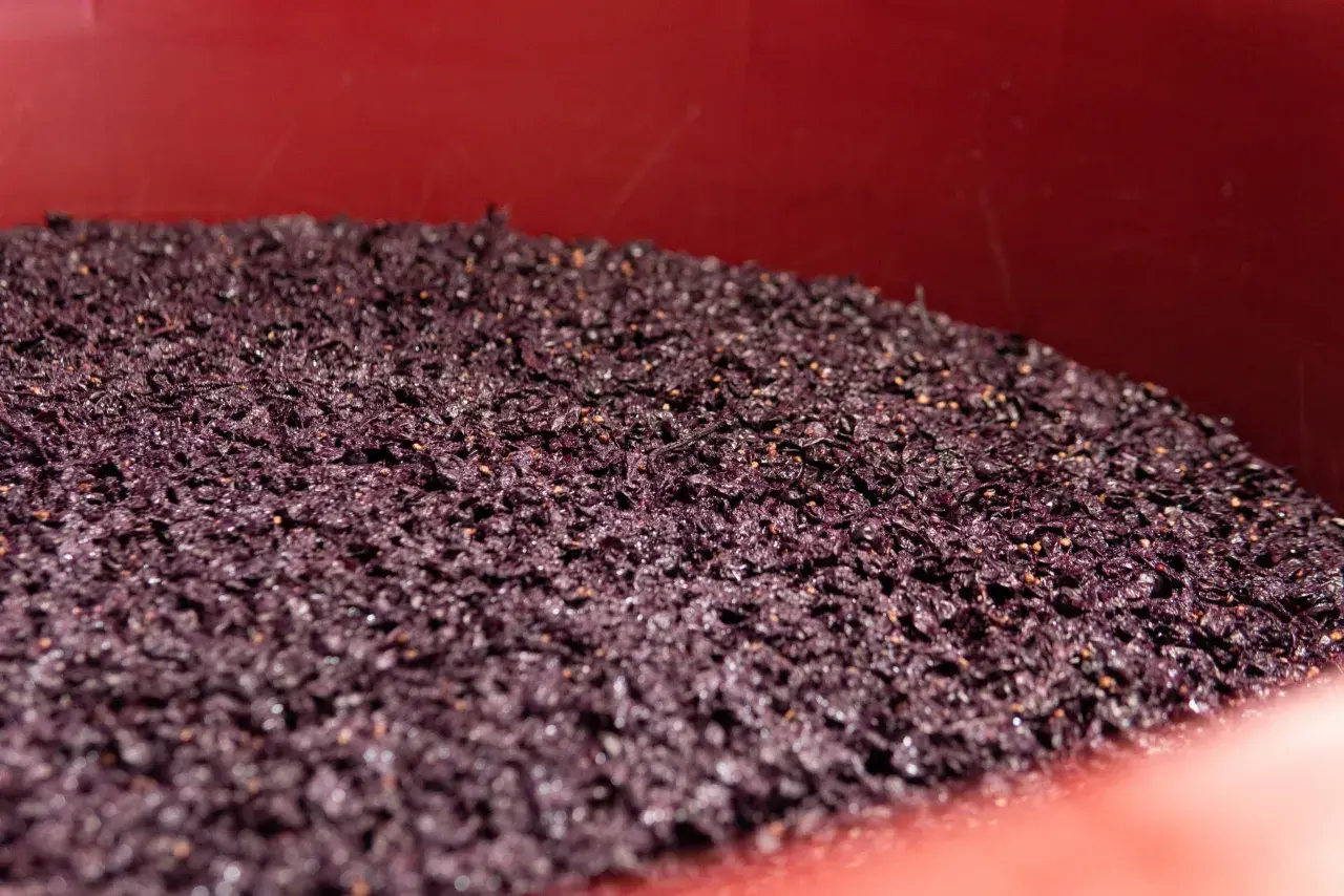 La feccia del vino, residuo della fermentazione, riposa in un contenitore rosso.