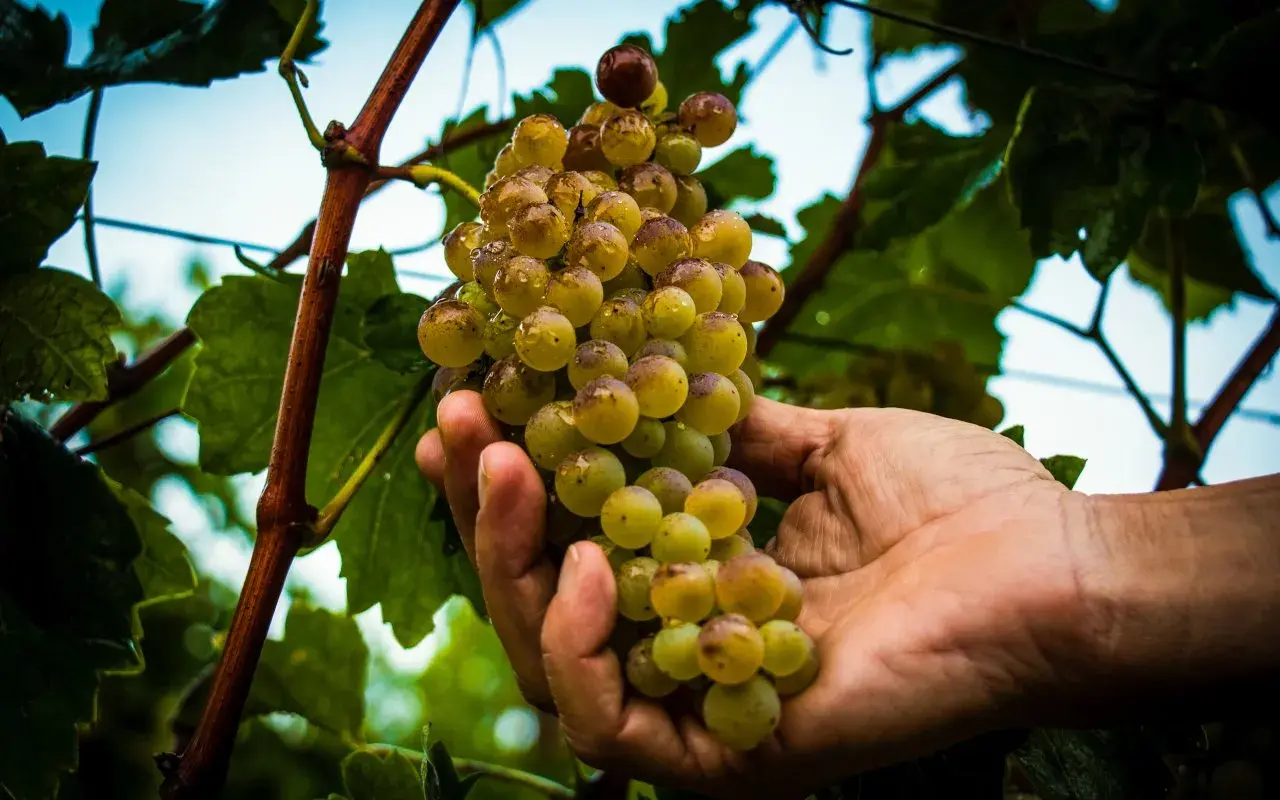 Mano che raccoglie uva succosa, promessa di vini pregiati dalle cantine a Sirmione.