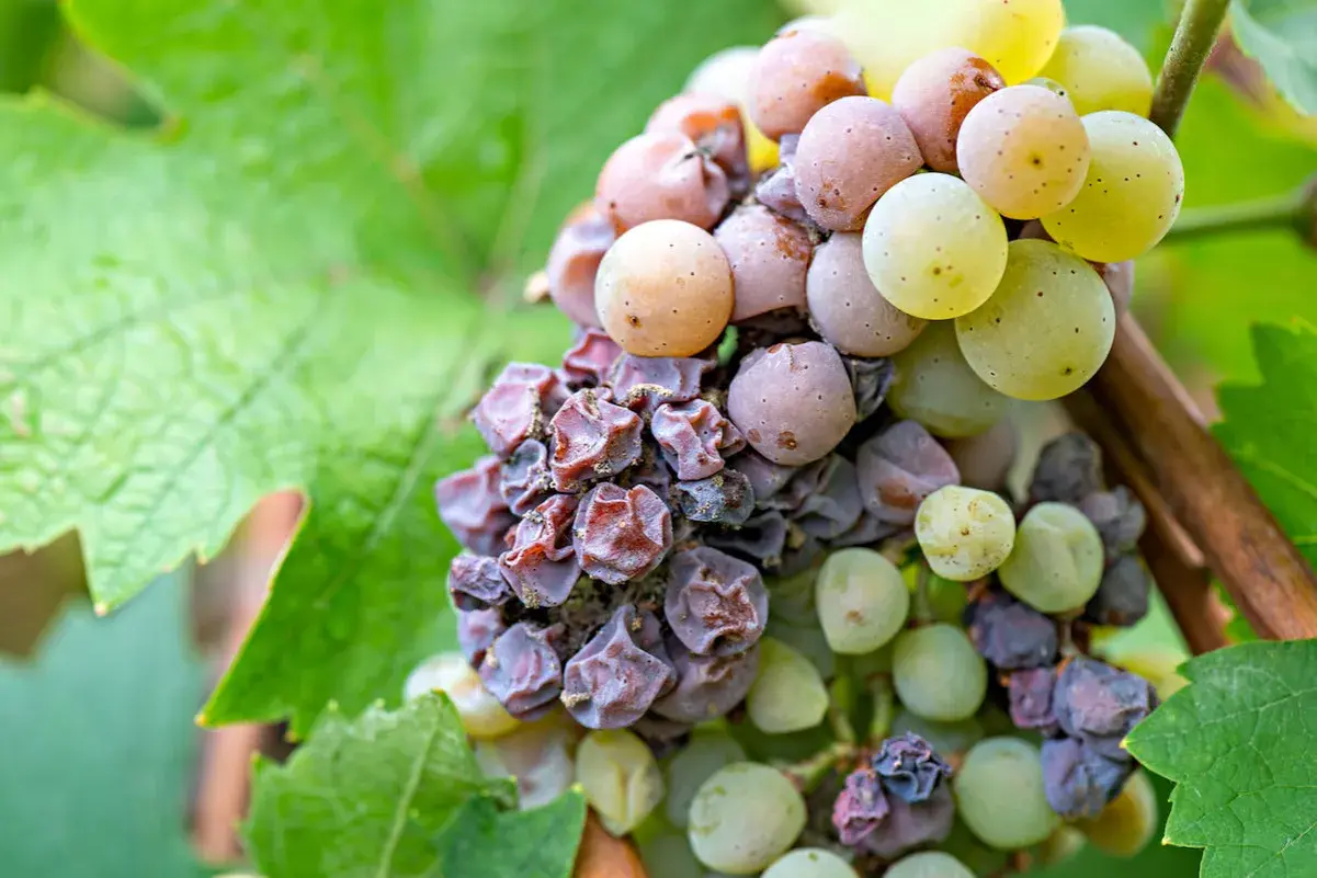 Grappolo d'uva con acini appassiti e alcuni ancora succosi, dove le muffe nobili iniziano il loro lavoro di trasformazione.