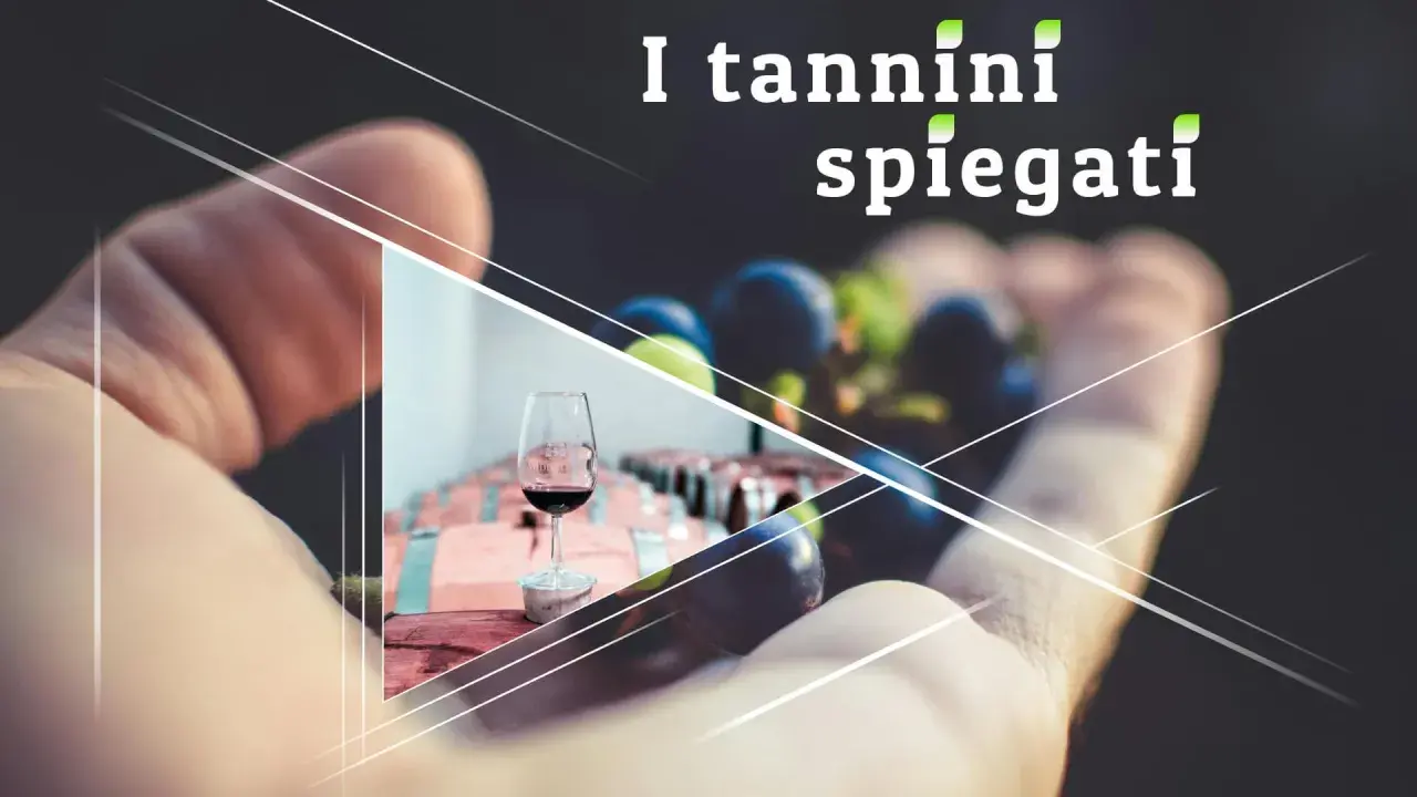 La mano tiene uva e un bicchiere di vino rosso, con botti di legno sullo sfondo. I tannini gallici spiegati.