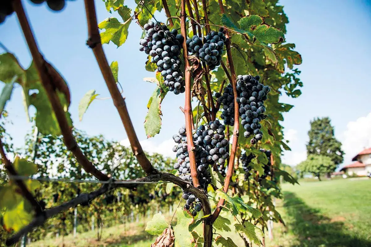 Grappoli d'uva scura pendono da tralci verdi, un vitigno autoctono che racconta la storia del territorio.