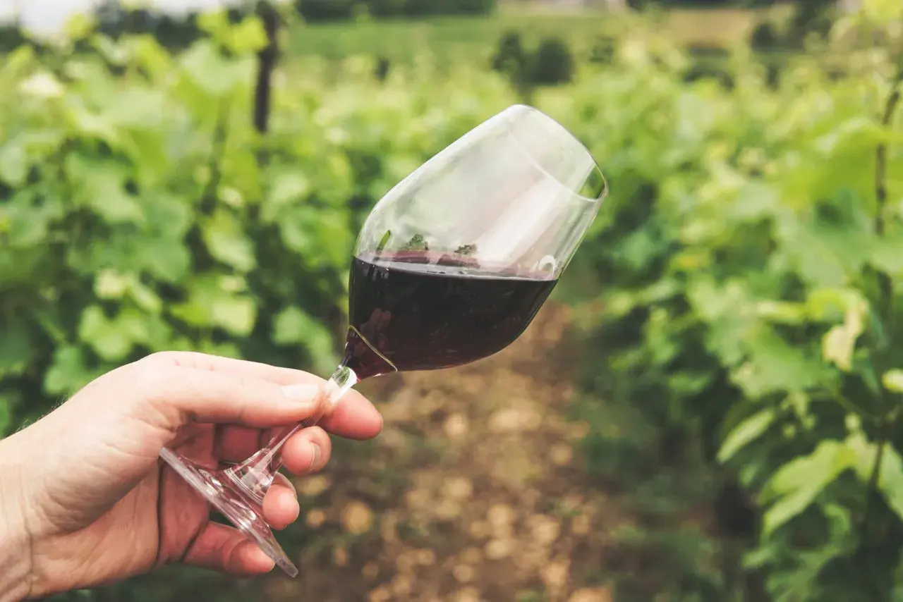 Un bicchiere di vino rosso, con una macchia di vino sul bordo, tenuto in mano tra i filari di una vigna.