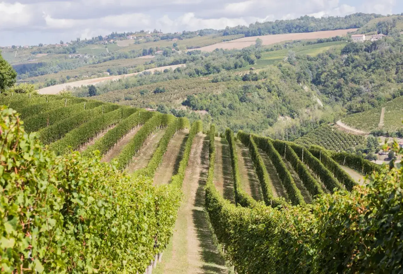 Vigneti rigogliosi si estendono a perdita d'occhio sulle colline, un paesaggio incantevole che evoca la bellezza della tenuta Cucco.