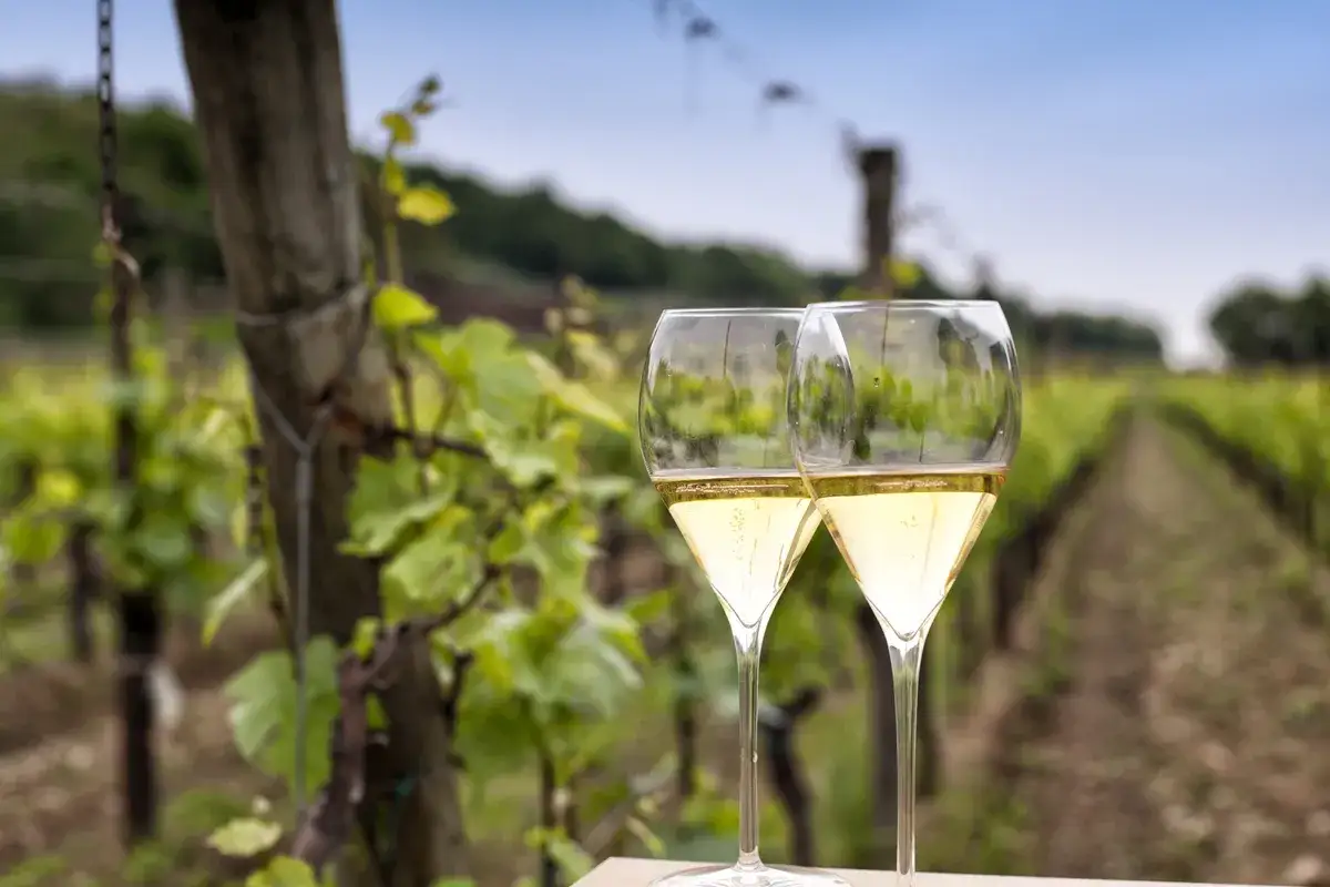 Due calici di Franciacorta scintillano tra i filari, pronti per il festival.