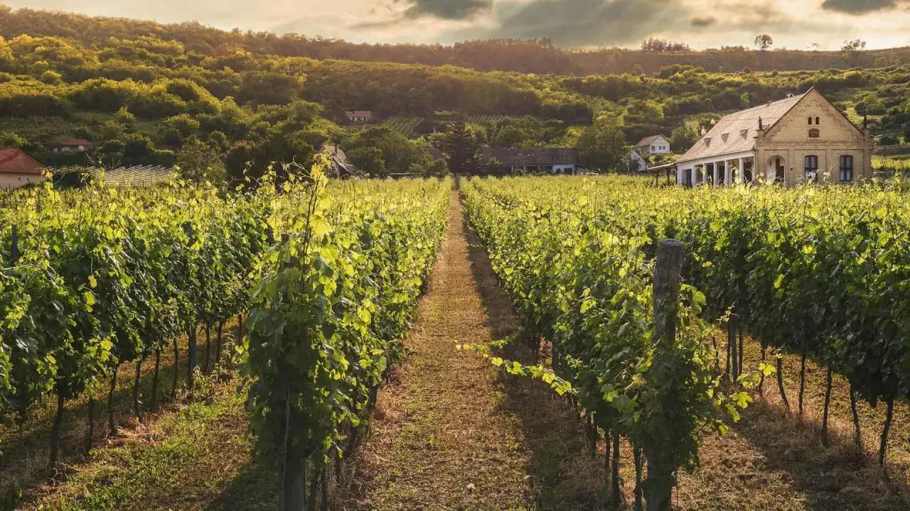 Vigneto rigoglioso al tramonto, con una casa colonica sullo sfondo. Un'immagine che evoca la serenità della conduzione familiare.