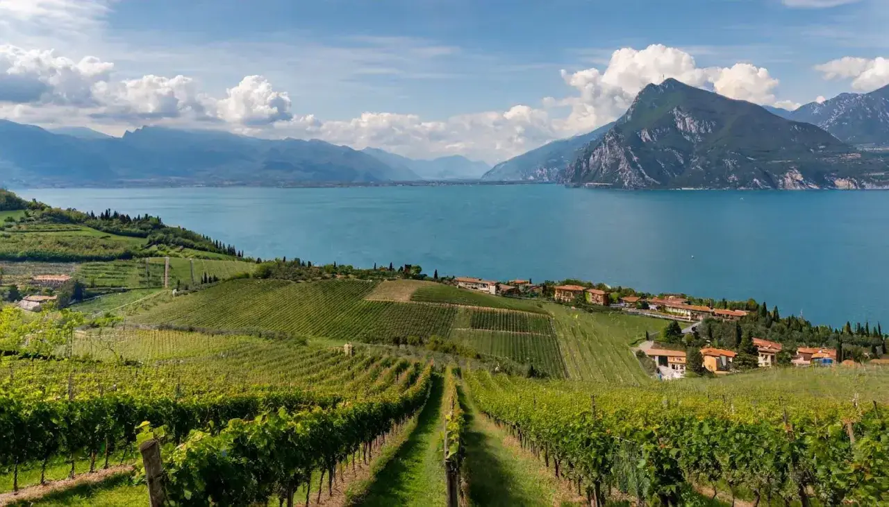 Vigneti rigogliosi abbracciano le colline che scendono verso il lago d'Iseo, con case sparse e montagne sullo sfondo.