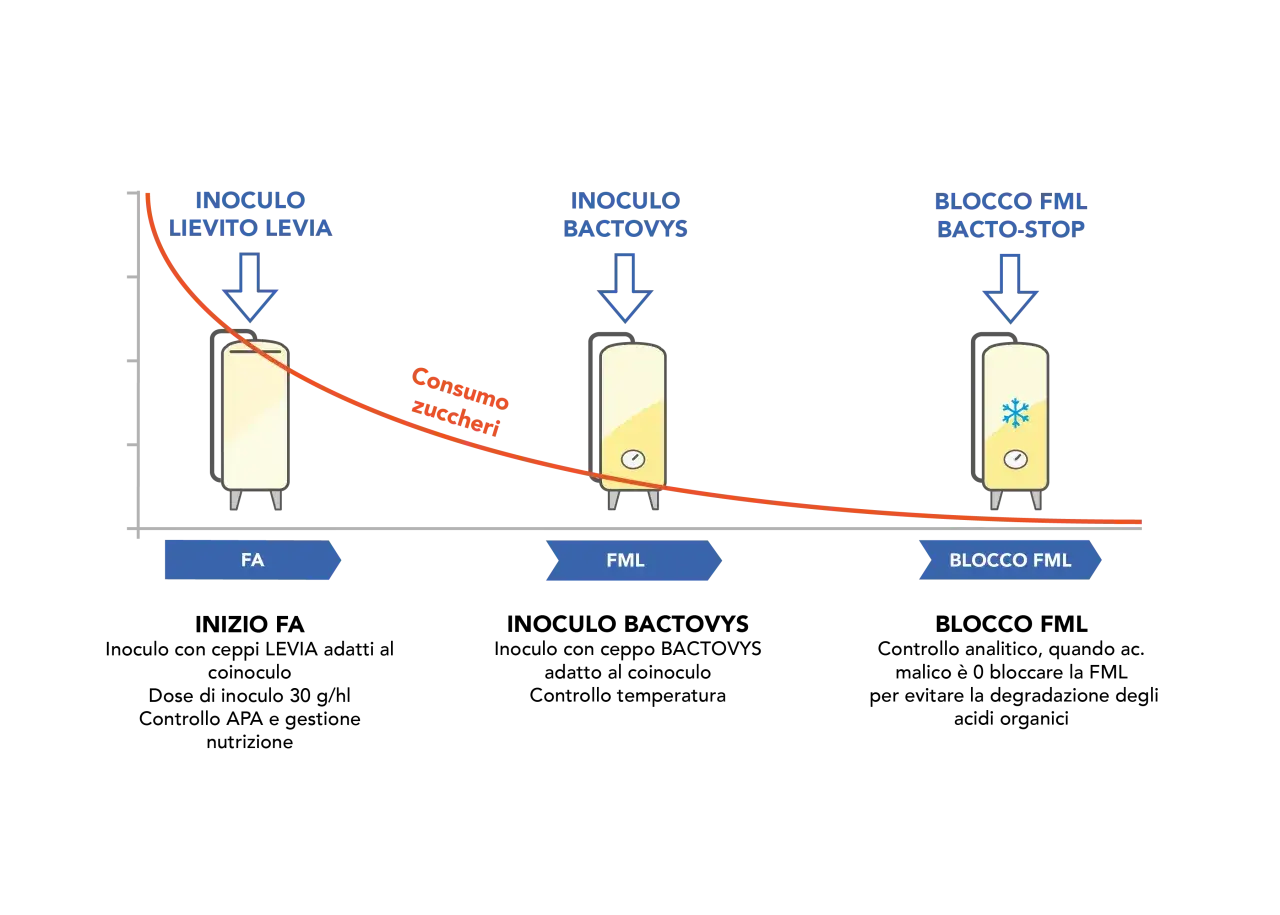 Diagramma che illustra le fasi del vino: inoculo lievito, fermentazione malolattica (FML) con consumo zuccheri, e blocco FML.