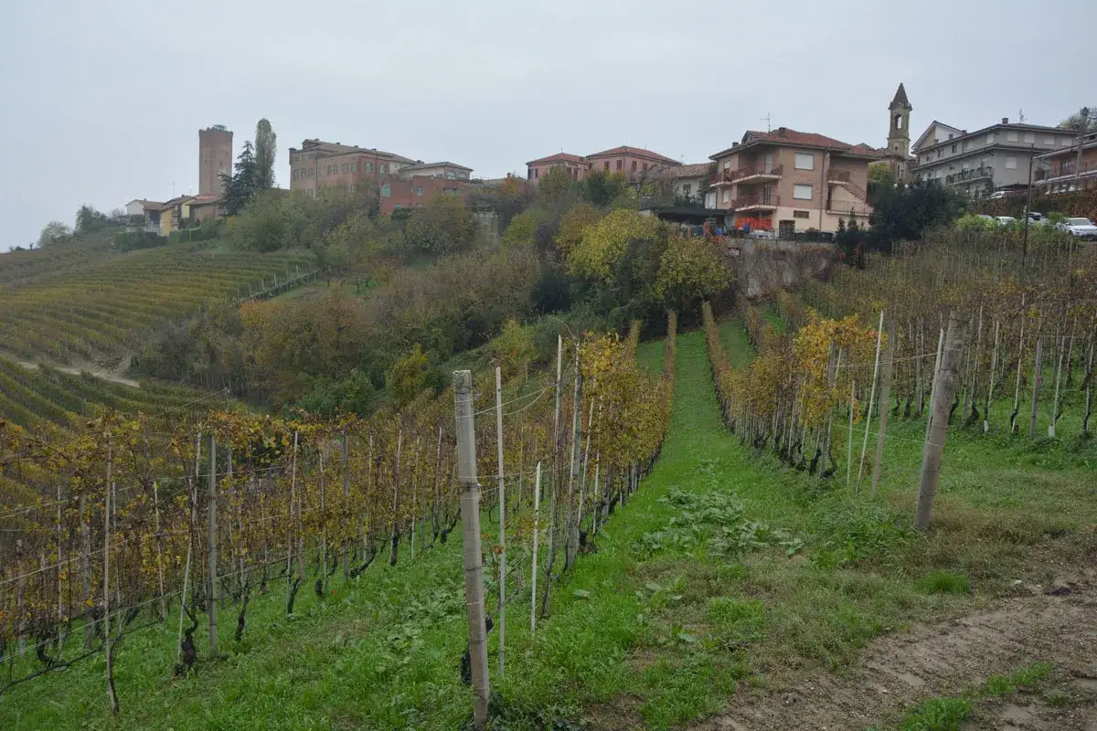 Colline nebbiose con vigneti autunnali, dove il barbaresco vitigno dona vini pregiati. Case e torri punteggiano il paesaggio.
