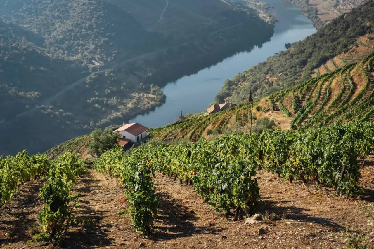 Vigneti terrazzati scendono verso il fiume Douro, dove il sole matura le uve per il pregiato douro vino. Case sparse punteggiano il paesaggio.