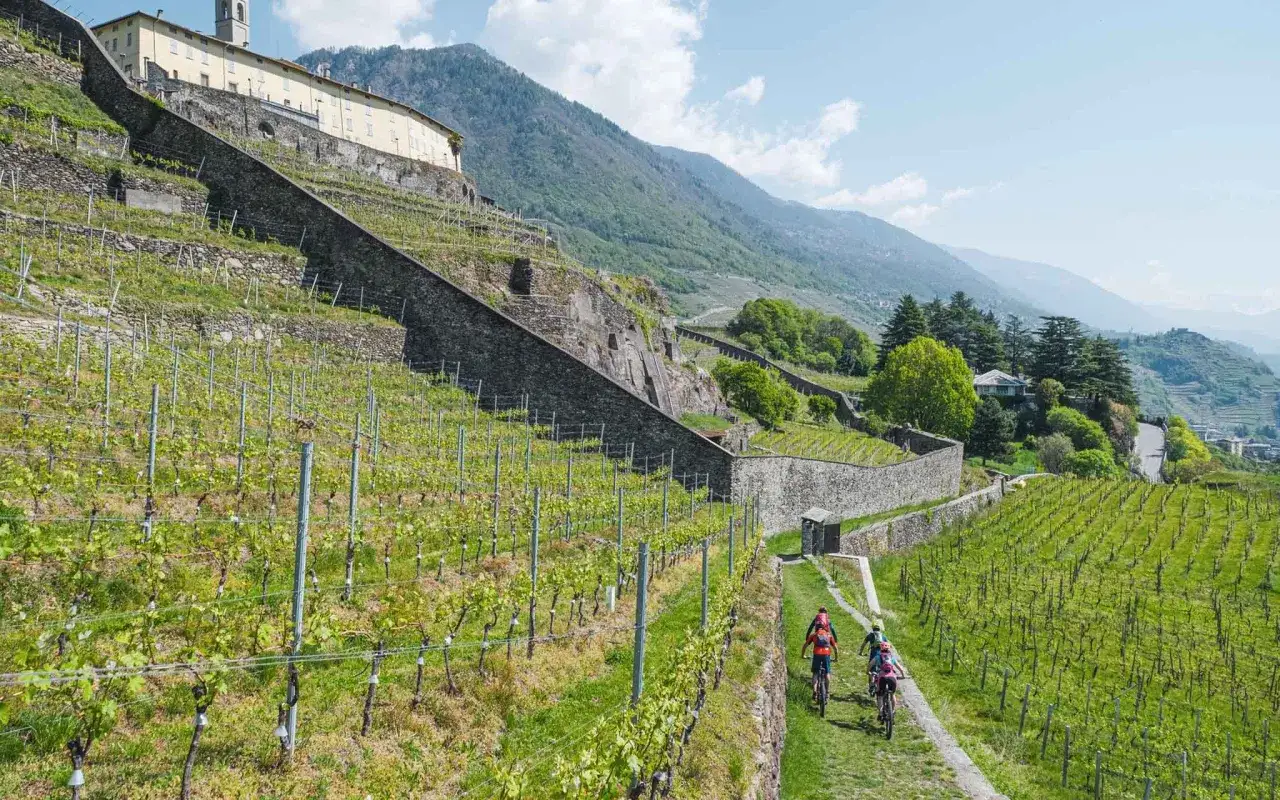 Ciclisti esplorano i vigneti terrazzati della Valtellina, un paesaggio mozzafiato ideale per una degustazione vini.