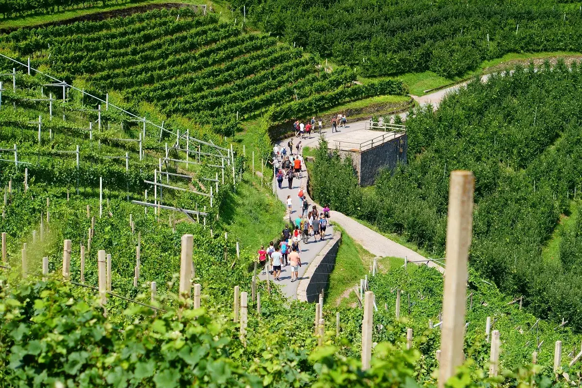 Un gruppo di escursionisti percorre un sentiero tra vigneti terrazzati, come un feldmaresciallo che ispeziona il suo territorio.