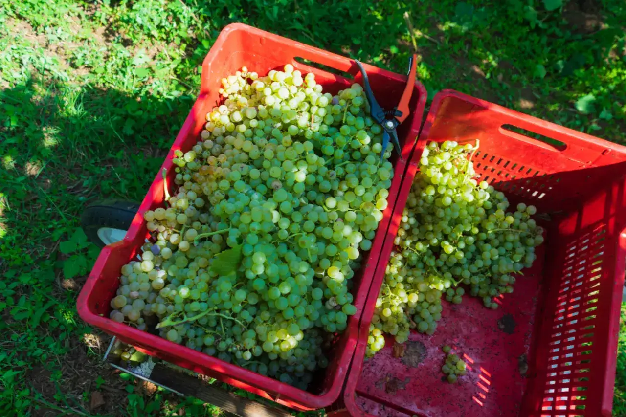 Ceste rosse piene di uva bianca appena raccolta, pronte per diventare vino biologico e biodinamico. Forbici da potatura appoggiate.