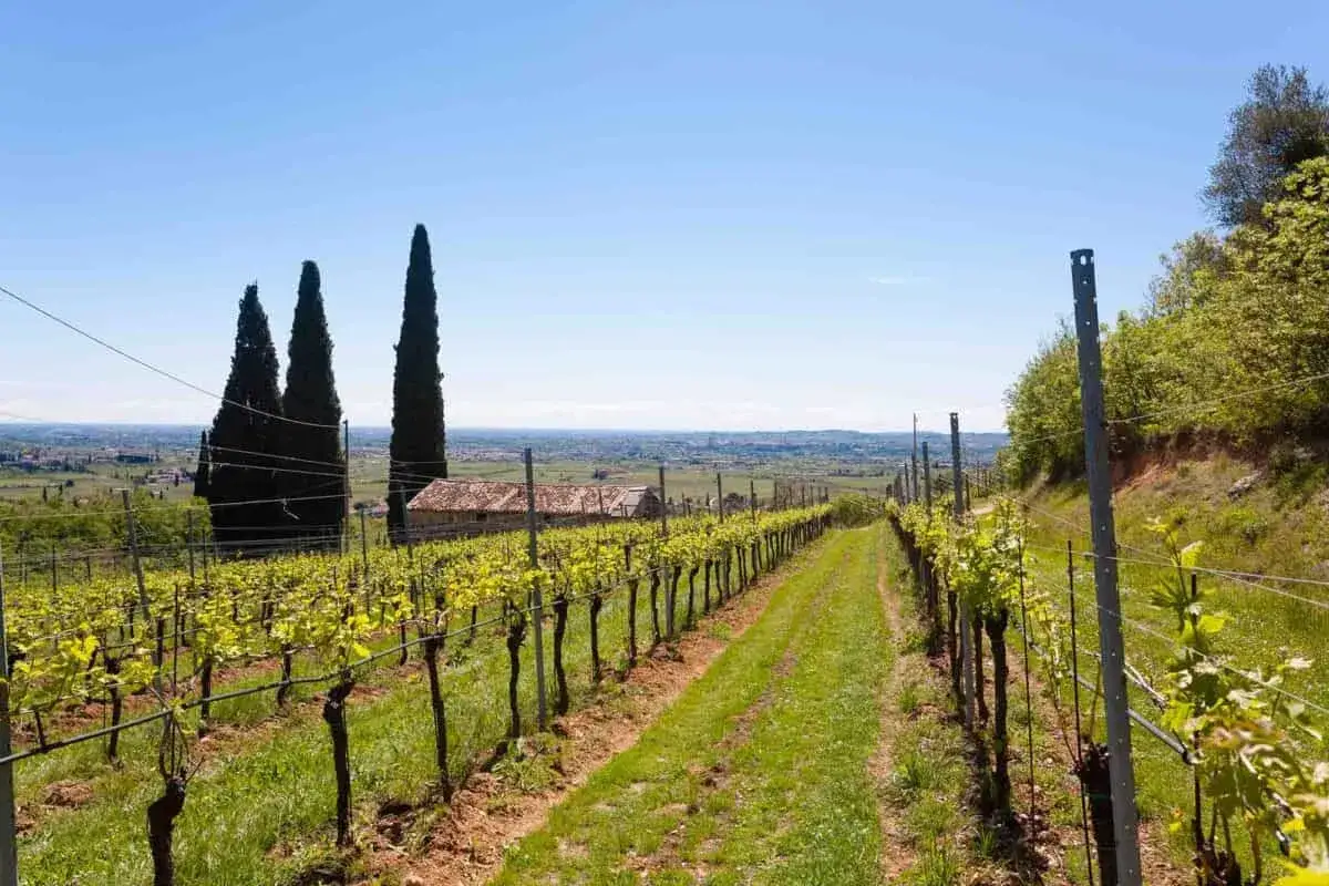 Filari di viti verdi sotto un cielo azzurro, con cipressi slanciati e un casolare sullo sfondo. Un paesaggio incantevole per scoprire le cantine Valpolicella da visitare.
