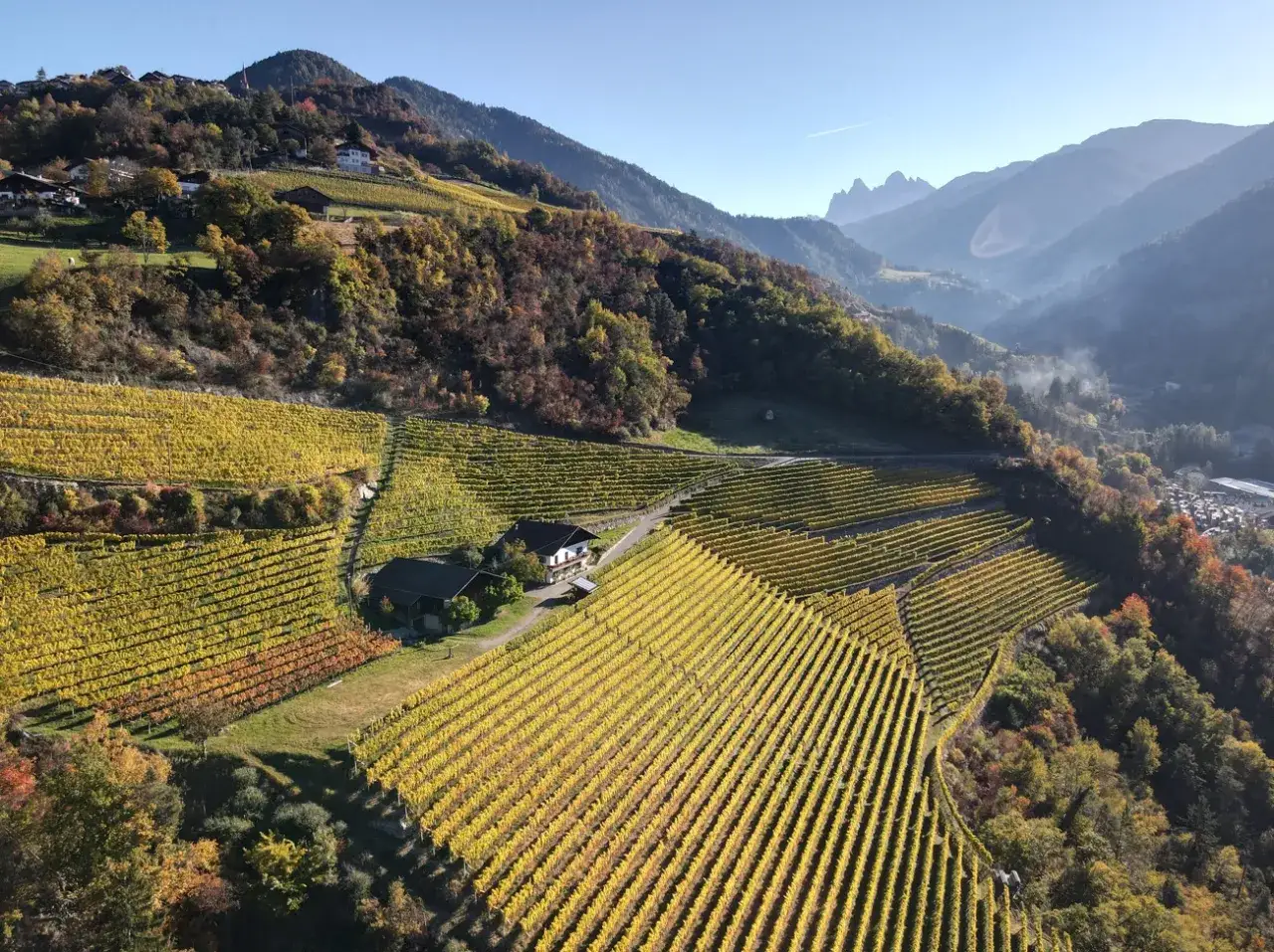 Vigneti dorati a terrazze abbracciano le colline, con case sparse che ricordano le antiche cantine italiane.