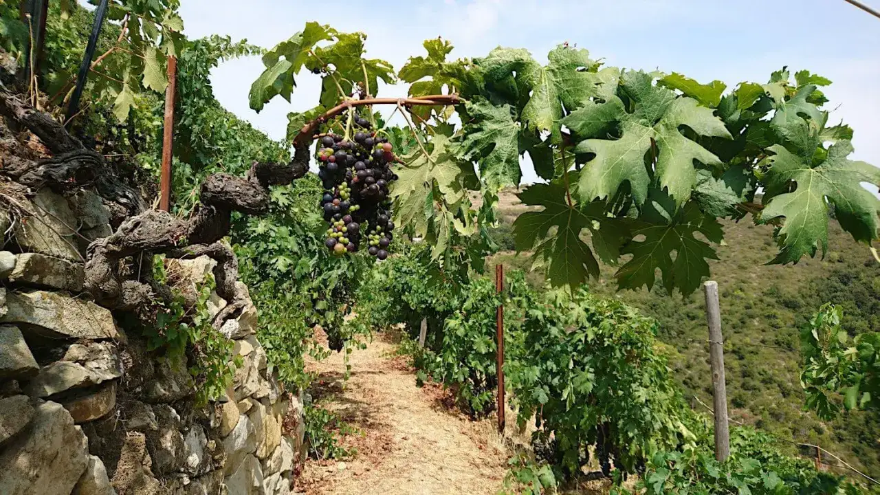 Vigneto terrazzato con antichi tralci e grappoli maturi, promessa di un ottimo Rossese di Dolceacqua DOC.
