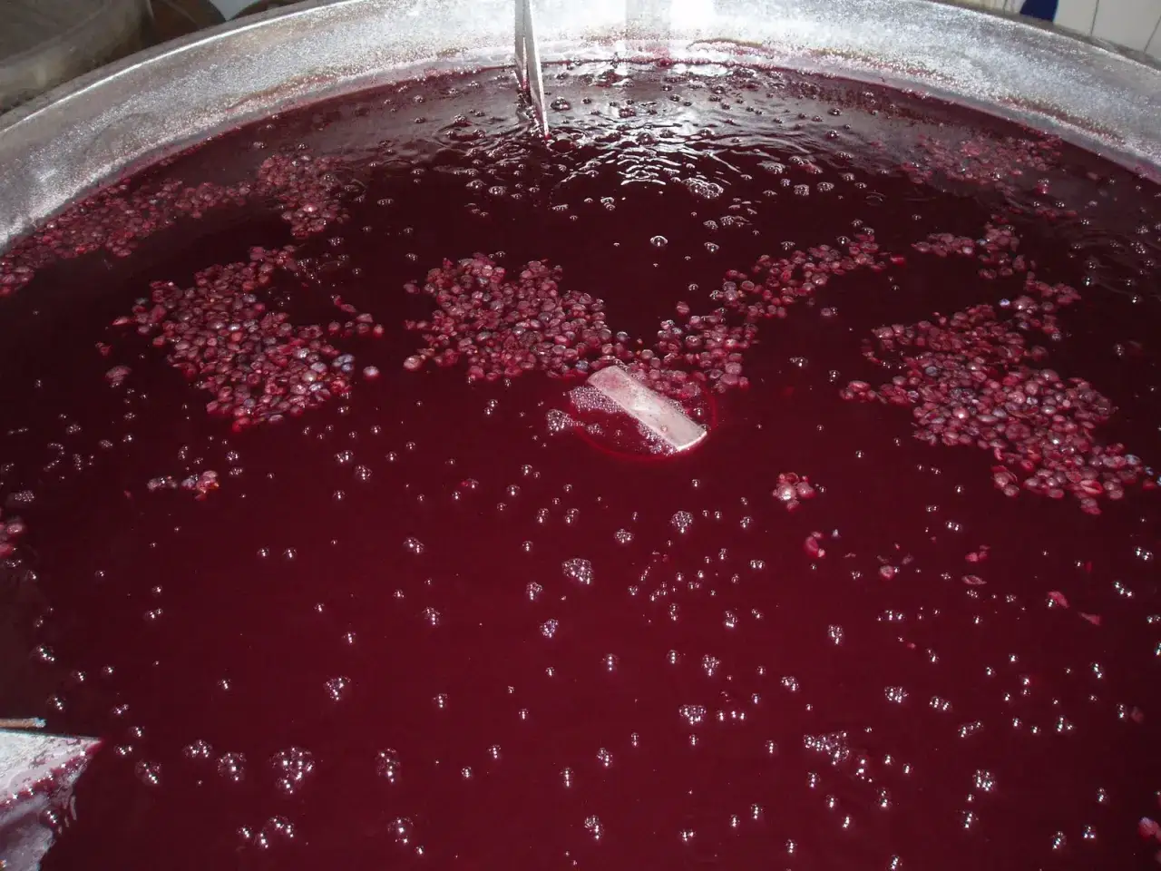 Mosto rosso in fermentazione alcolica, con acini galleggianti e bollicine che indicano il processo. Spiegazione semplice del processo.