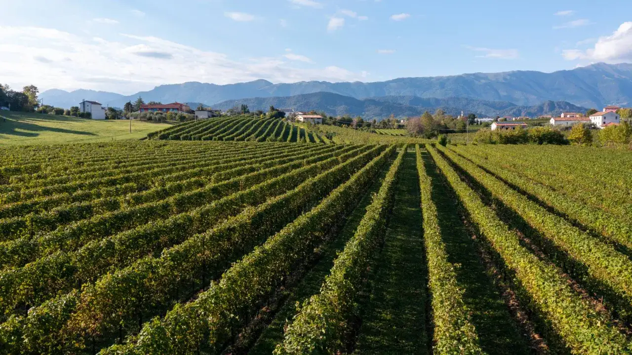 Vigneti rigogliosi si estendono a perdita d'occhio, con case sparse e montagne sullo sfondo. Un invito a scoprire le cantine da visitare a Valdobbiadene.