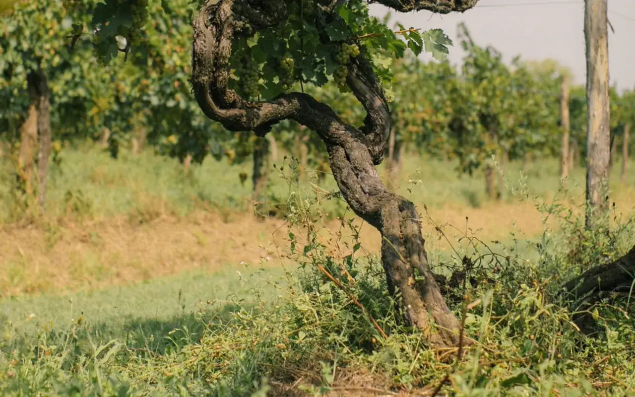 Vigna antica, con tralci nodosi e grappoli d'uva, nel vigneto di Villa Bogdano.