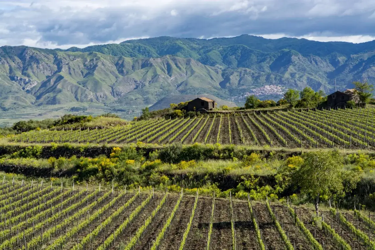 Terrazzamenti di vigneti in Sicilia, con un casolare in pietra e montagne verdi sullo sfondo. Ideale per una degustazione vini Sicilia.