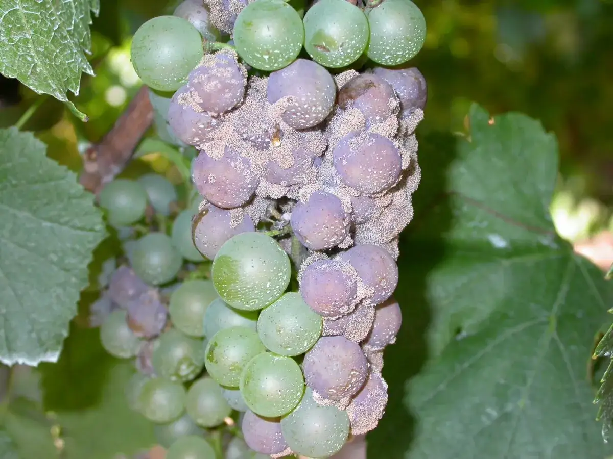 Grappolo d'uva con acini verdi e violacei, alcuni ricoperti da muffe nobili che conferiscono un aspetto vellutato e polveroso.