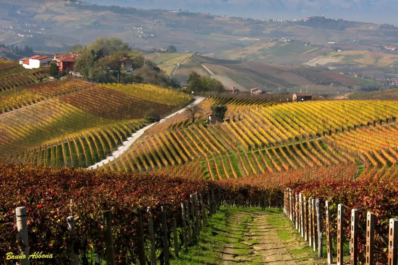 Colline piemontesi con vigneti autunnali dai colori caldi, dove si coltiva il dolcetto. Case sparse e un sentiero si snodano tra i filari.