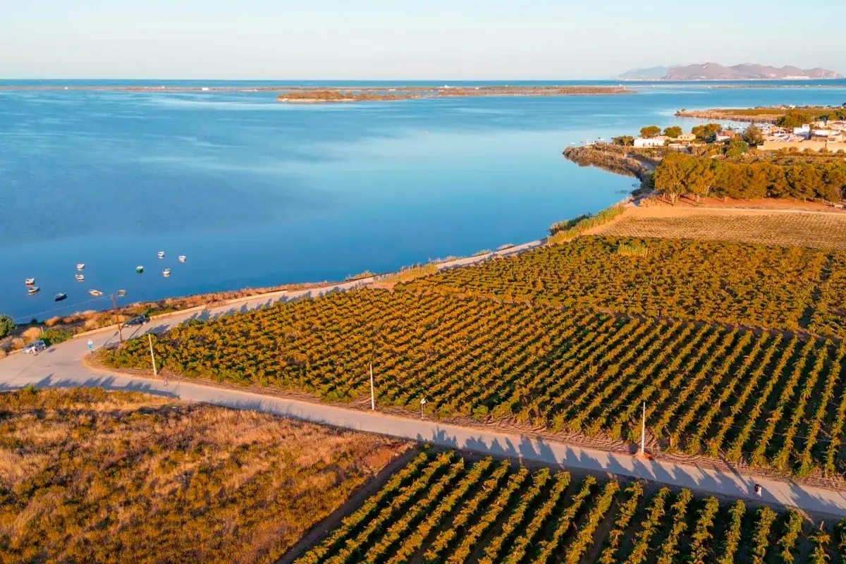 Vigneti dorati che si estendono fino al mare blu, un paesaggio tipico delle cantine Sicilia, con piccole barche all'orizzonte.