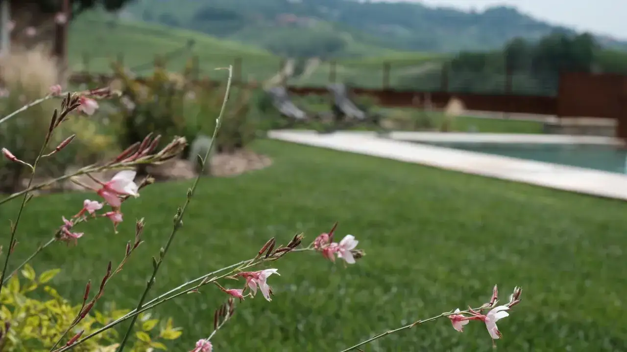 Fiori rosa delicati si stagliano su un prato verde curato, con la piscina e le colline vitate della tenuta Bussia sullo sfondo.