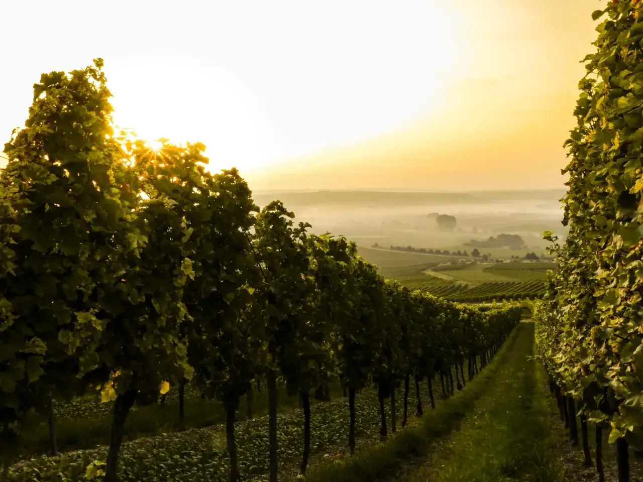 Vigneti rigogliosi al tramonto, con il sole che filtra tra le foglie. La nebbia leggera avvolge le colline in lontananza, creando un'atmosfera magica. La cascina Saria sembra quasi un sogno in questo paesaggio incantevole.