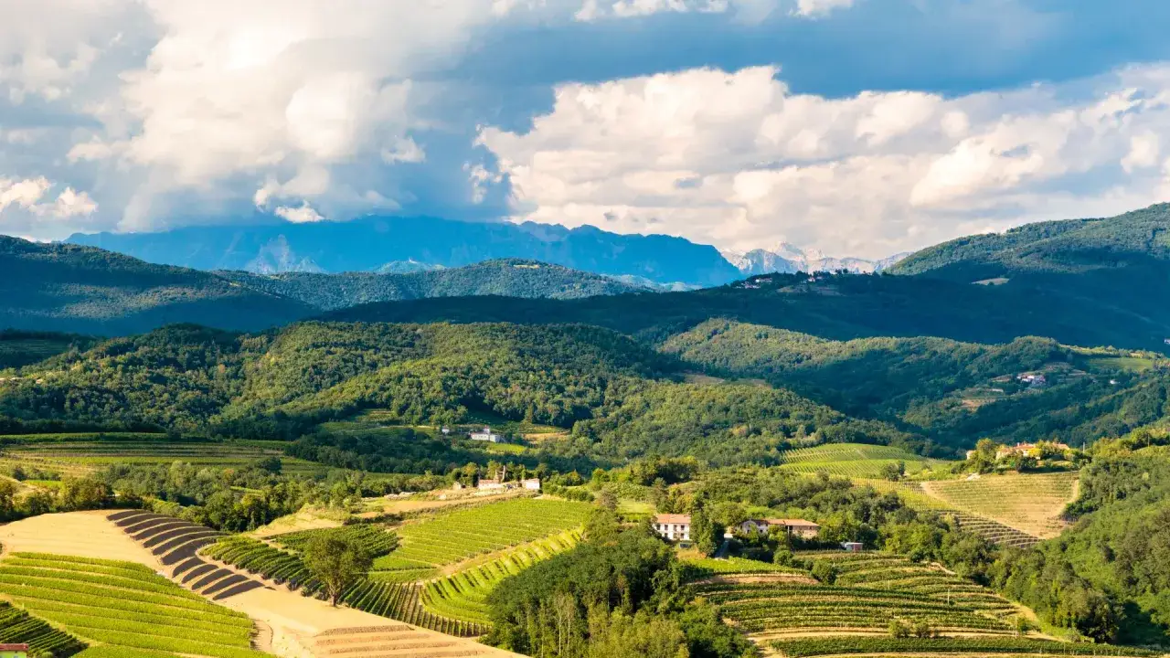 Colline verdi con vigneti a terrazze nel Collio friulano, dove si trovano le migliori cantine. Montagne sullo sfondo.