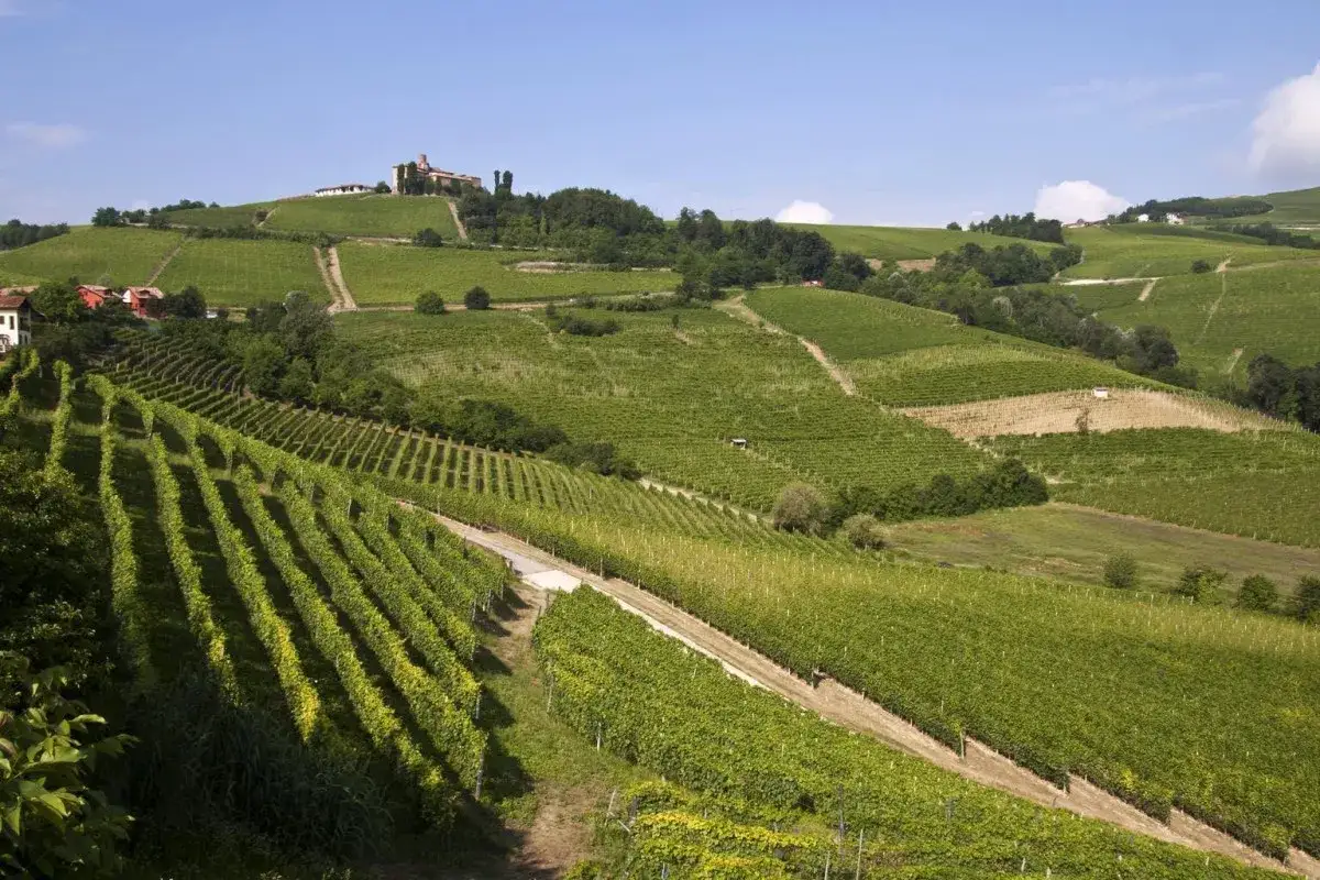 Colline ondulate ricoperte di vigneti verdi, perfette per un tour vino piemonte. In cima, un antico borgo con un castello.