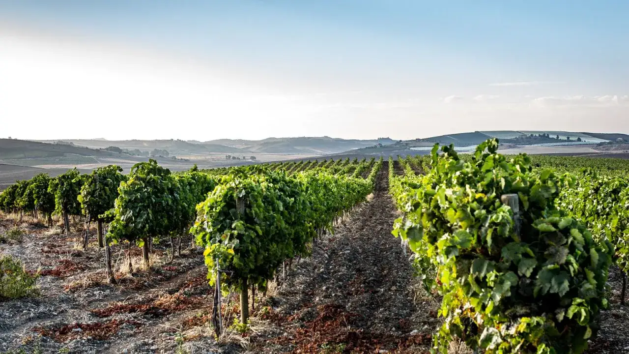 Vigneti rigogliosi si estendono a perdita d'occhio sotto un cielo azzurro, evocando la serenità della masseria del feudo.