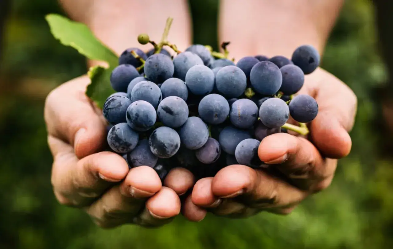 Mani che raccolgono grappoli d'uva scura. I vinaccioli, piccoli semi all'interno, sono parte integrante del frutto.