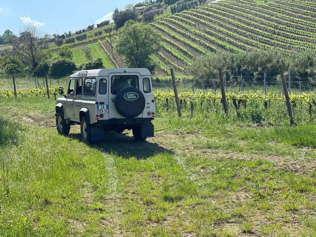 Fuoristrada bianco in vigneto, pronto per una degustazione vini Marche tra i filari verdi.