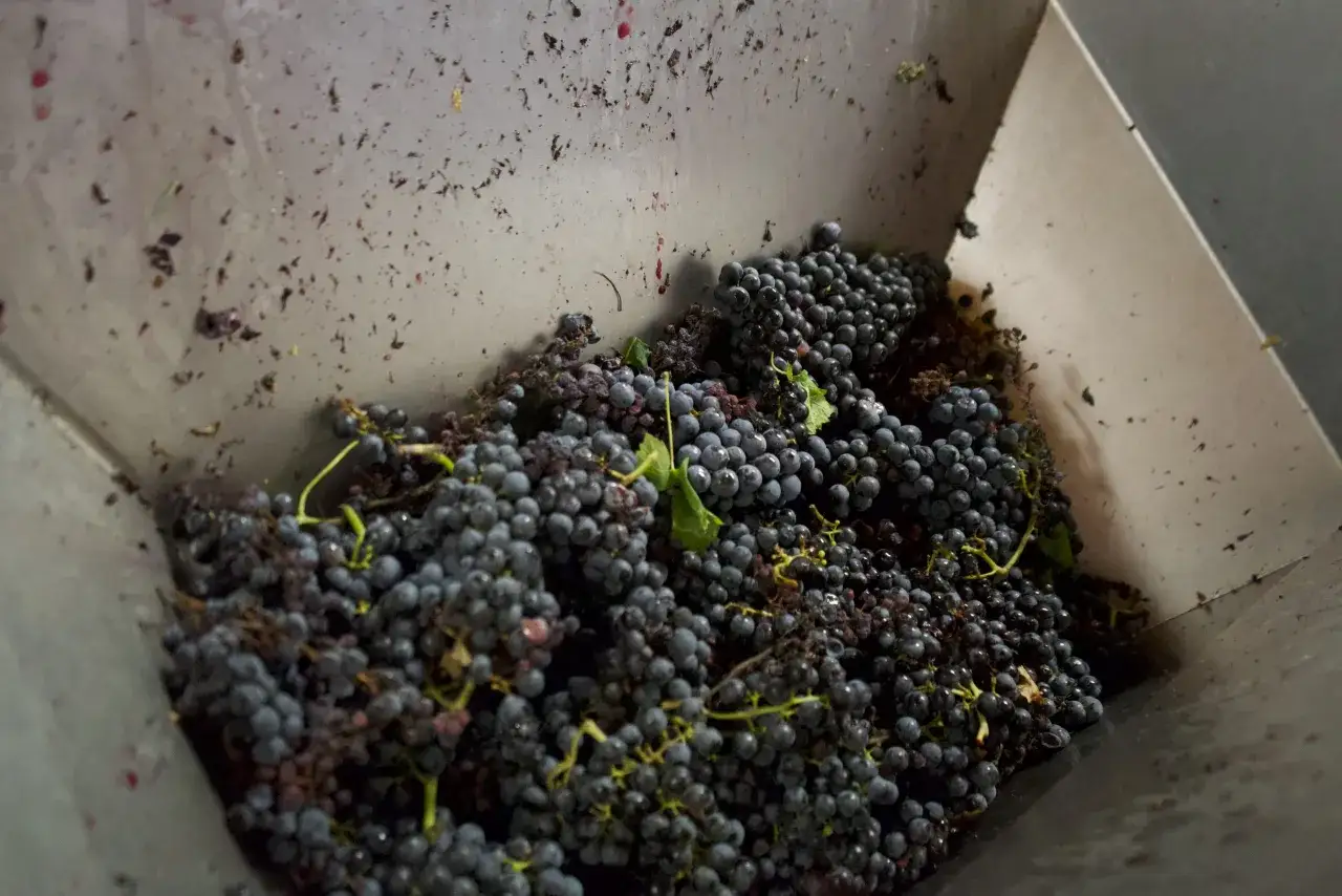 Grappoli d'uva scura in un contenitore metallico, pronti per diventare mosto, il succo dolce che darà vita al vino.