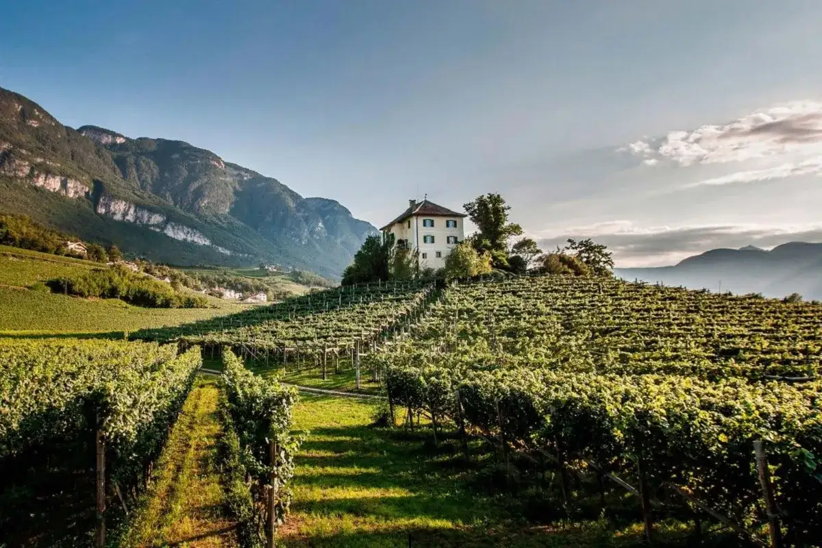 Vigneti rigogliosi di Müller Thurgau si estendono su dolci colline, con una casa bianca in cima. Montagne maestose sullo sfondo.