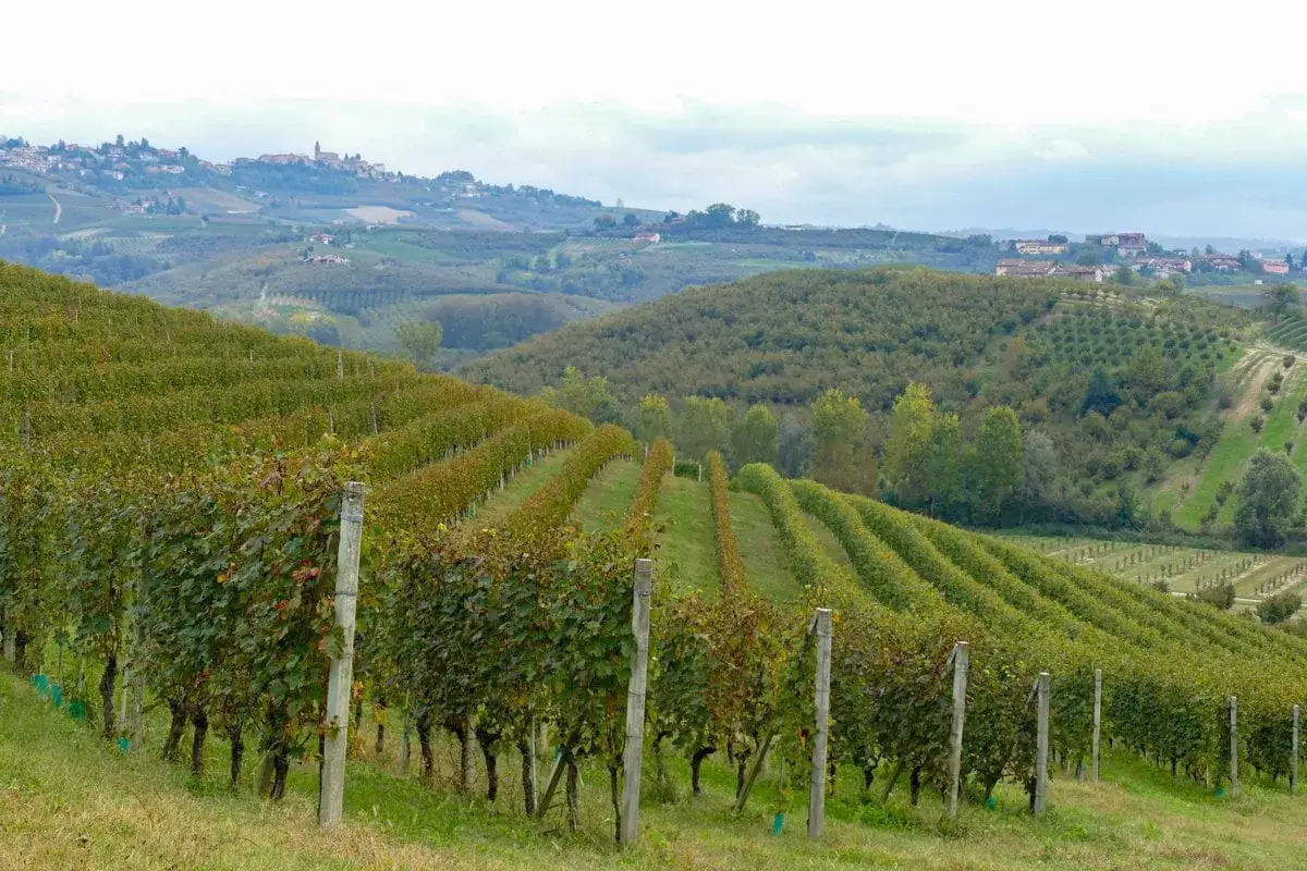 Filari di viti nella tenuta Monsordo Bernardina, con colline verdi e un borgo in lontananza.