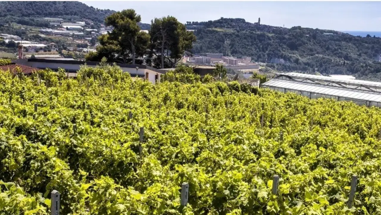 Vigneto rigoglioso su dolci colline, con serre moderne e un borgo in lontananza. Le terre bianche promettono un vino dal sapore unico.