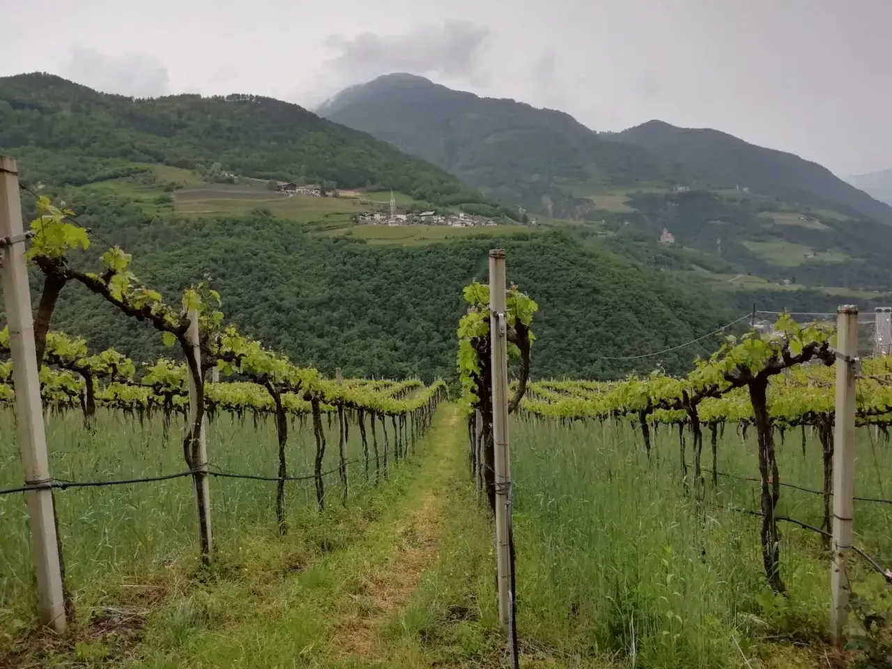 Filare di viti giovani, con germogli verdi, su un pendio collinare. In lontananza, un borgo tra i monti. La terra attende la sua uva schiava.