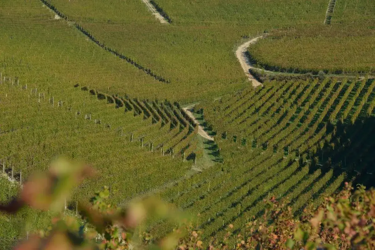 Vigneti terrazzati sulla costa di Bussia Tenuta Arnulfo, con un sentiero che serpeggia tra i filari verdi e dorati.
