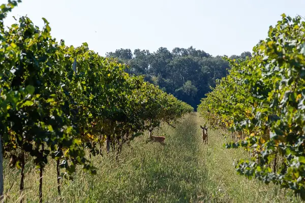 Due caprioli pascolano tra i filari di vite rigogliosi, un'oasi di pace nei pressi di Villa Bogdano.